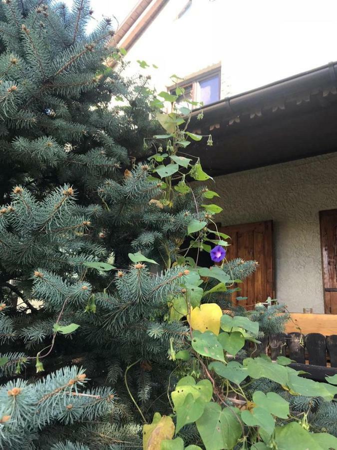 Green Villa 科斯蒂内什蒂 外观 照片